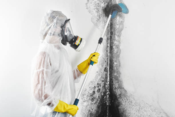 Best Biohazard Mold Removal  in Forest Lake, IL