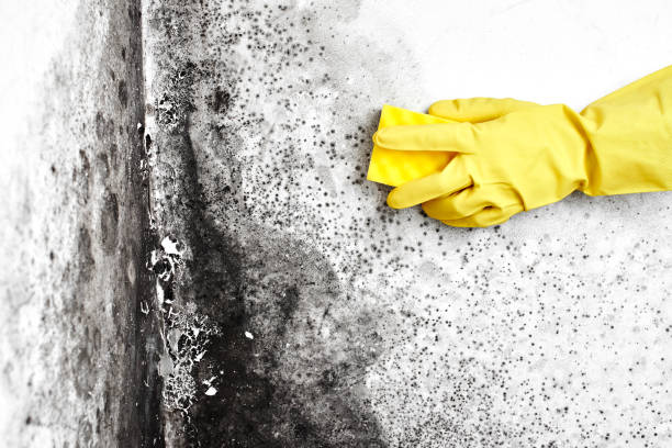 Mold Odor Removal Services in Forest Lake, IL